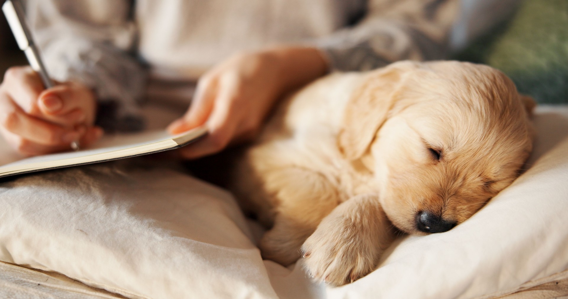 Sleeping, notebook and puppy with hands of woman in home for relax, training schedule and dreaming. Animal care, to do list planning and golden retriever dog with person writing for pet support
